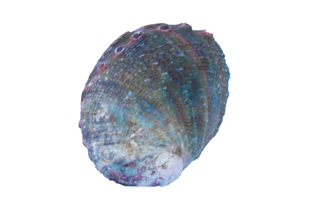 HALIOTIS ASSIMILIS NATURALE MINI CM 6-7 