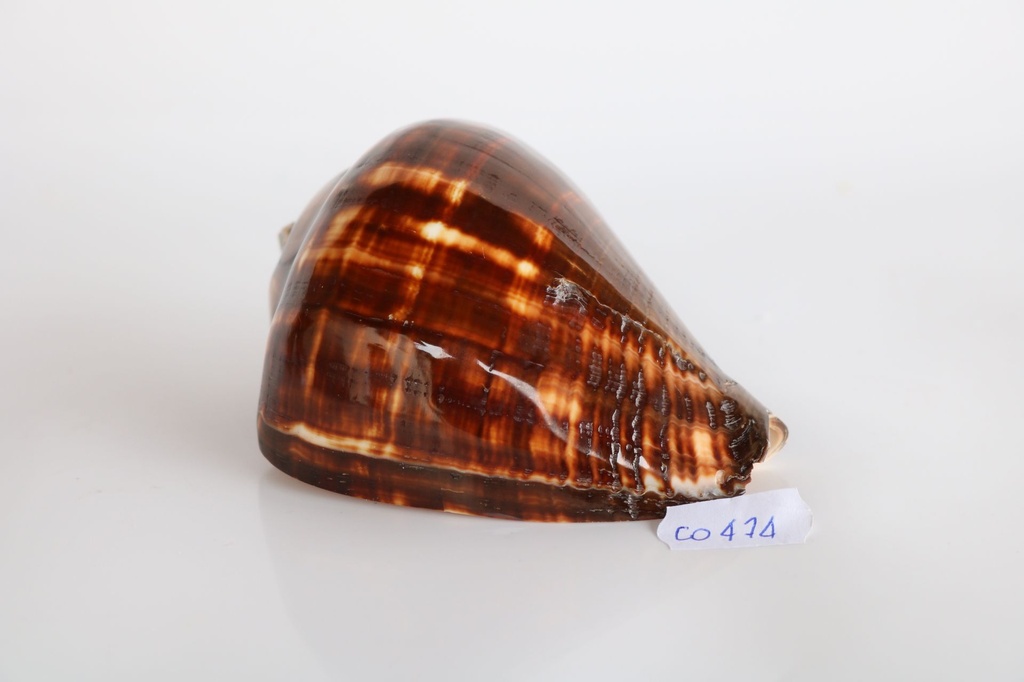 MELONGENA PATULA POL. 4" UP 