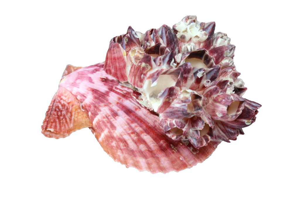 PECTEN NOBILIS PAIR C/BARNACLE GRANDE CM 10-11 