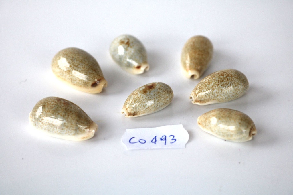 CYPREA OBLUNGATA 