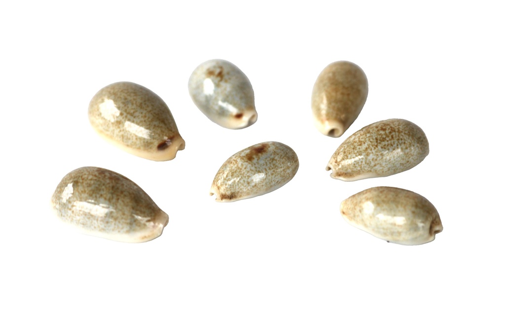 CYPREA OBLUNGATA 