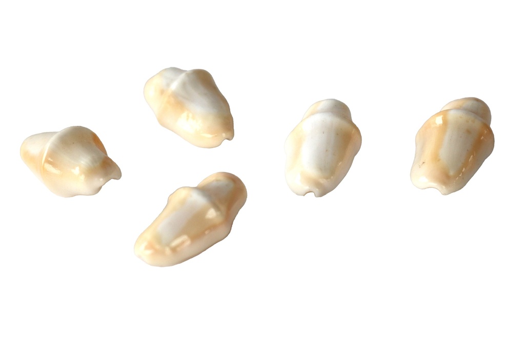CYPHOMA GIBBOSUM 