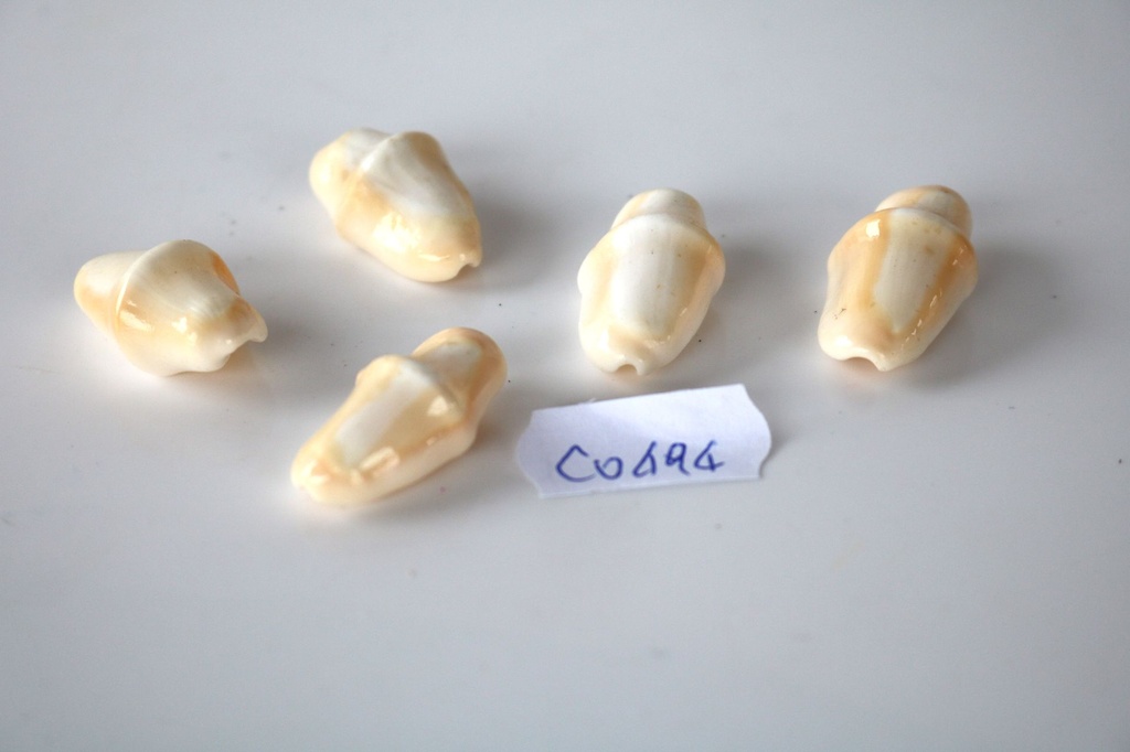 CYPHOMA GIBBOSUM 