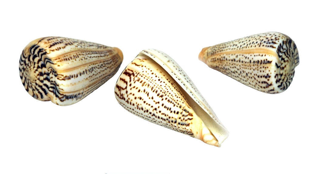 CONUS SURATENSIS GRANDE 