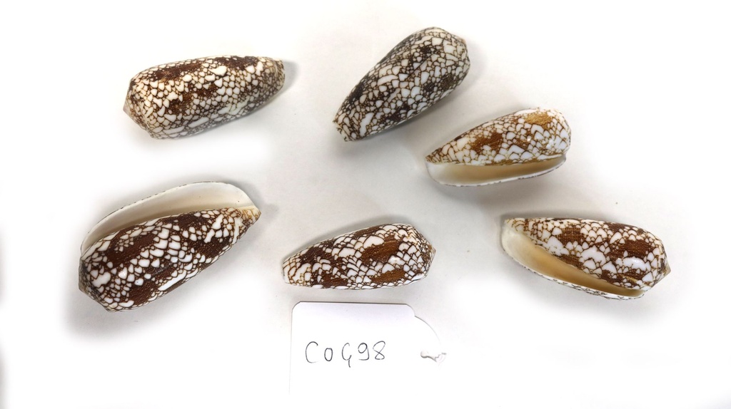 CONUS OMARIA 