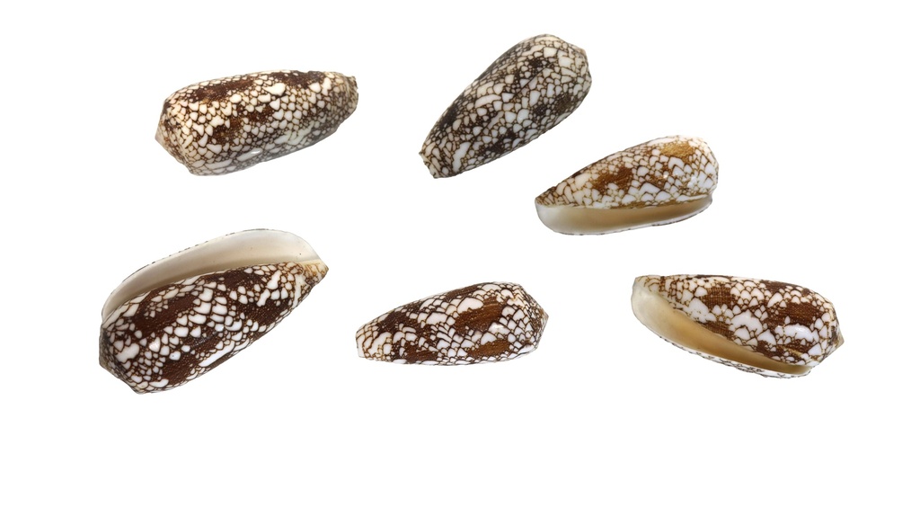 CONUS OMARIA 