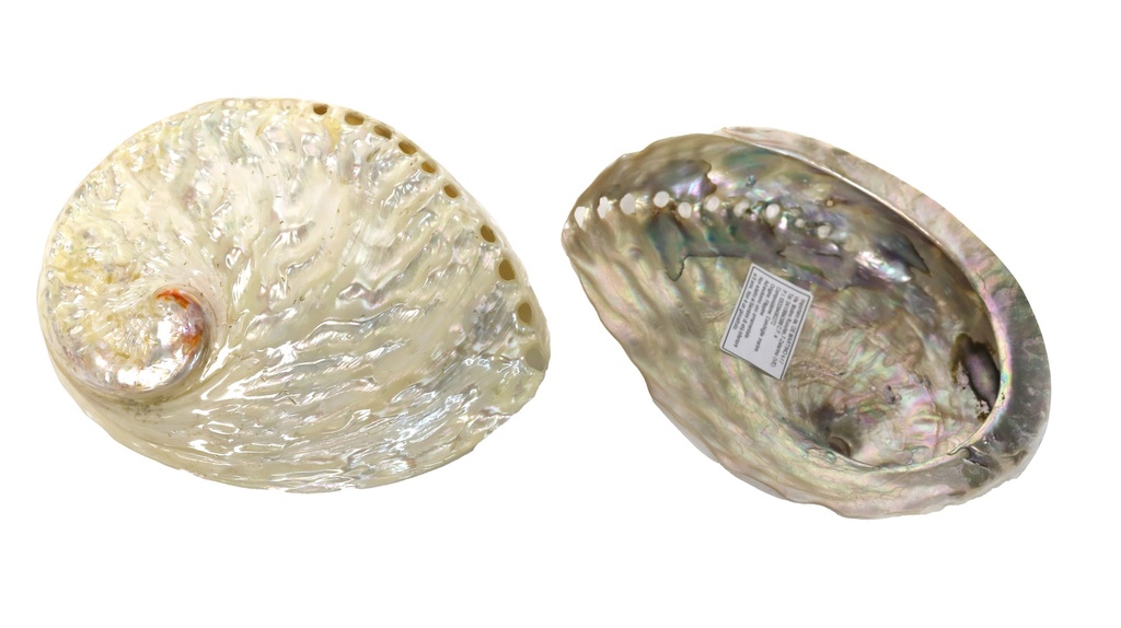 HALIOTIS MIDAE PEARLIZED WHITE NAT 4-4.5" 