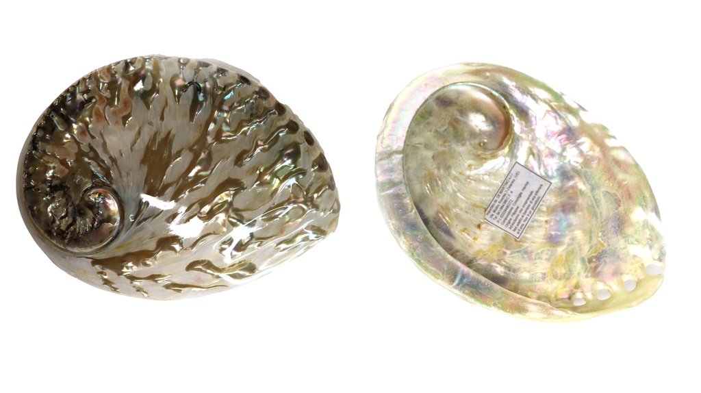HALIOTIS MIDAE SILVER/GREY POLISHED 5 UP 