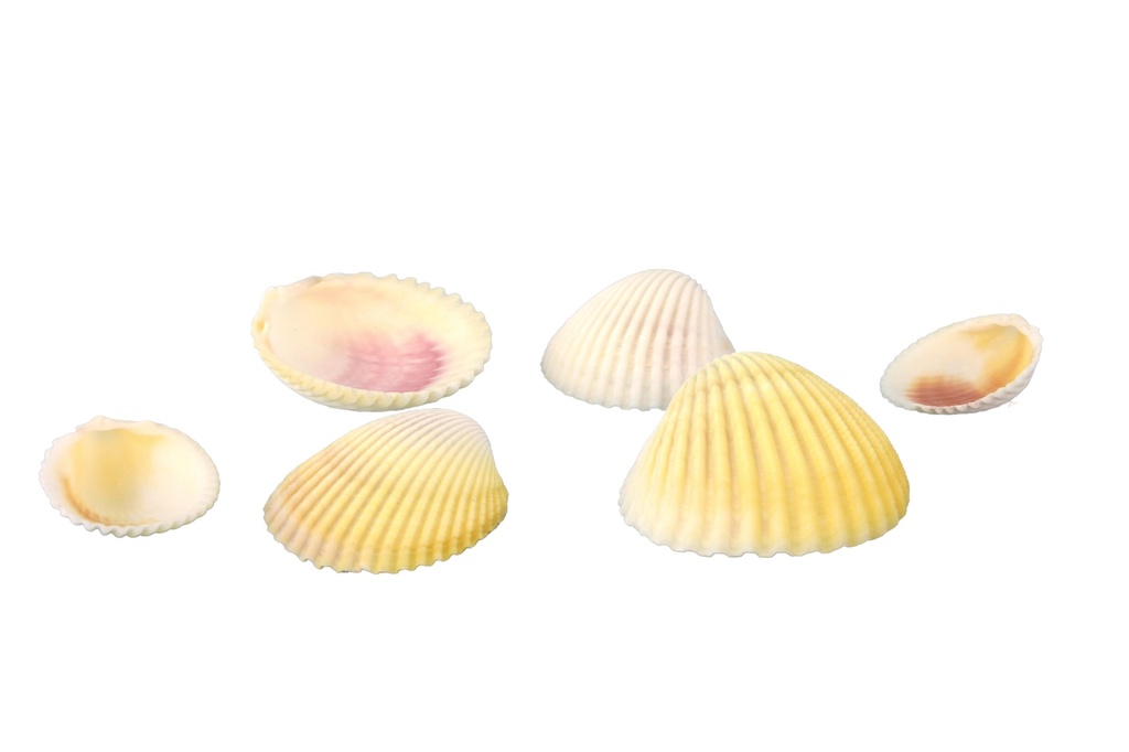 COCKLES-CARDIUM FLAVUS CM 3-5.5 