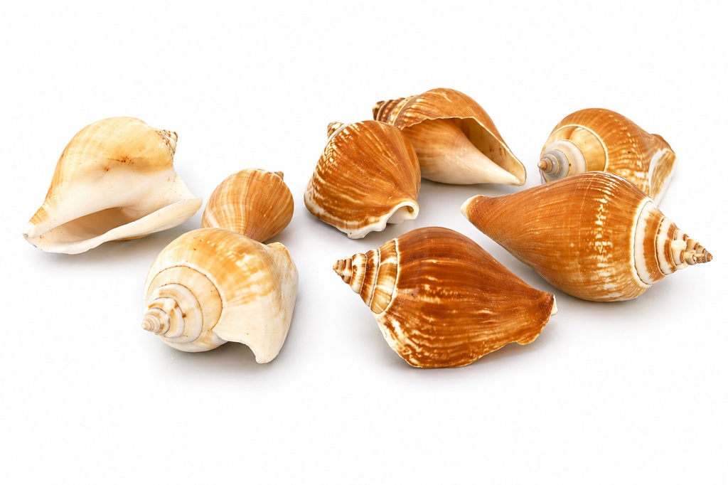 STROMBUS CANARIUM CM 4-6 