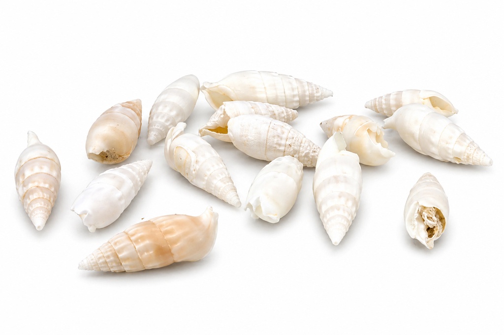 PEROLI BIANCHI CERITHIUM VERTAGUS CM 3.5-5.5 