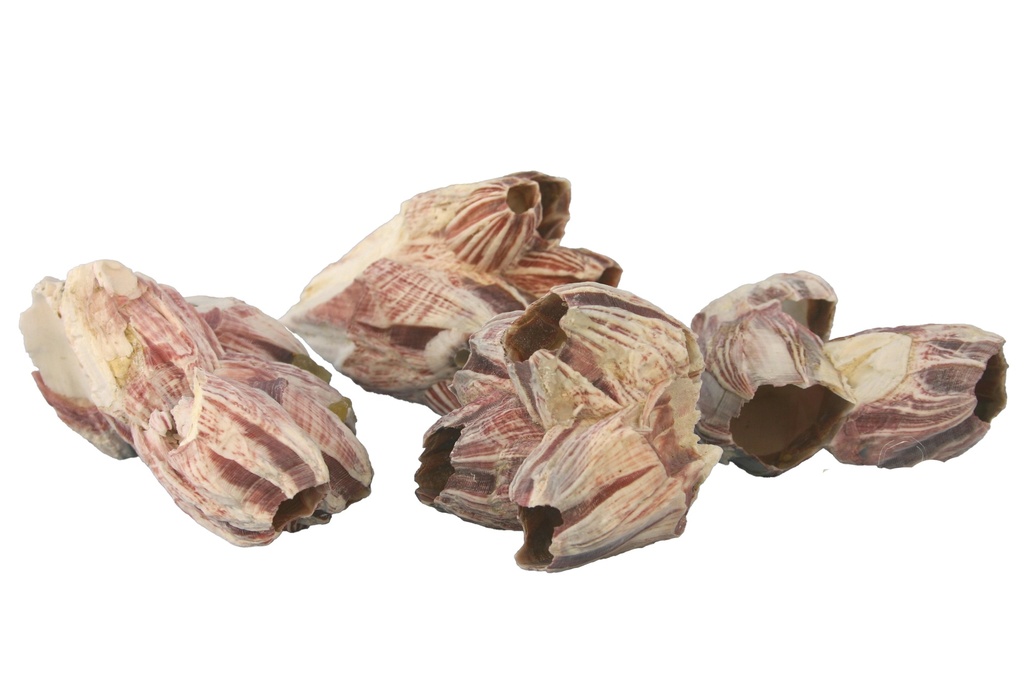 ROTTAME CORALLO TULIPANO (CEPPI) CM 5-9 