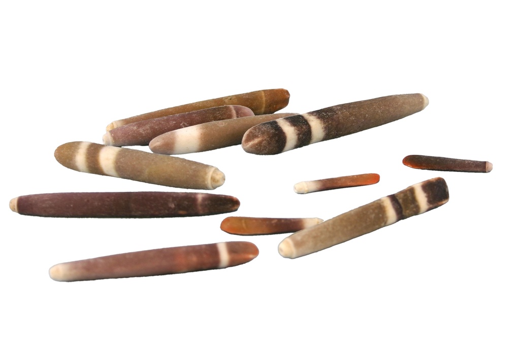SPINE DI RICCIO CM 3-8 