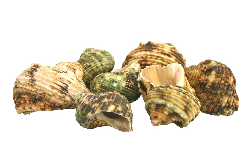TURBO ARGYROSTOMUS CM 4-6 