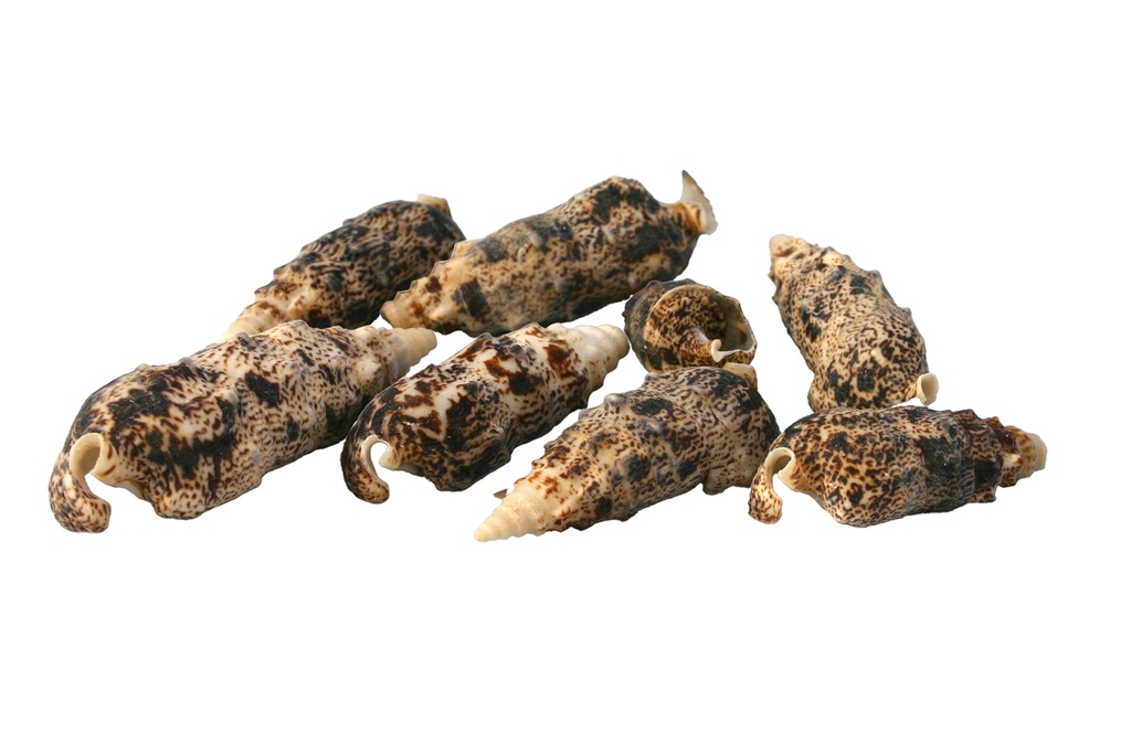 TEREBRA NERA CM 5-7 