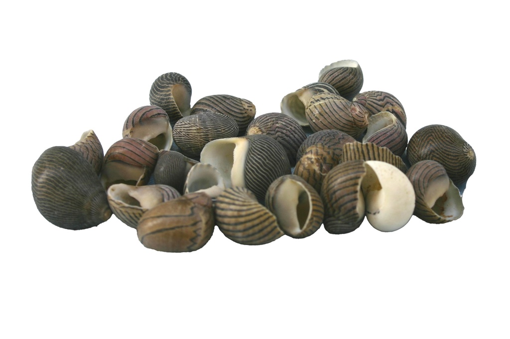 NERITA COMMUNIS CM 1.5-2 