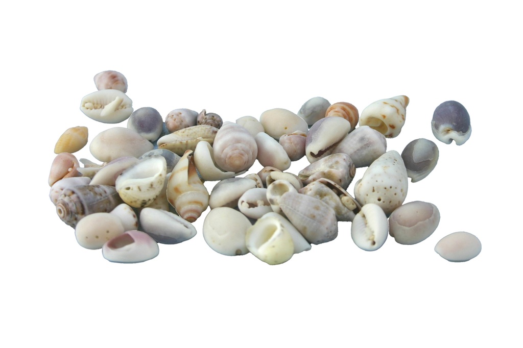 BEACH WASHED SHELLS CM 1-2 