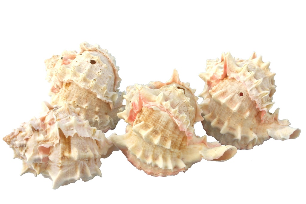 MUREX BICOLOR NON SELEZIONATECM 7-10 