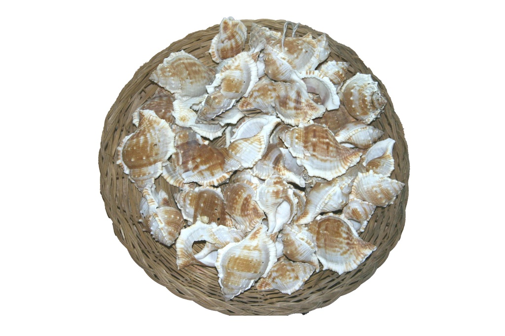 BURSA RANA - BURSA SPINOSA CM 4-6 