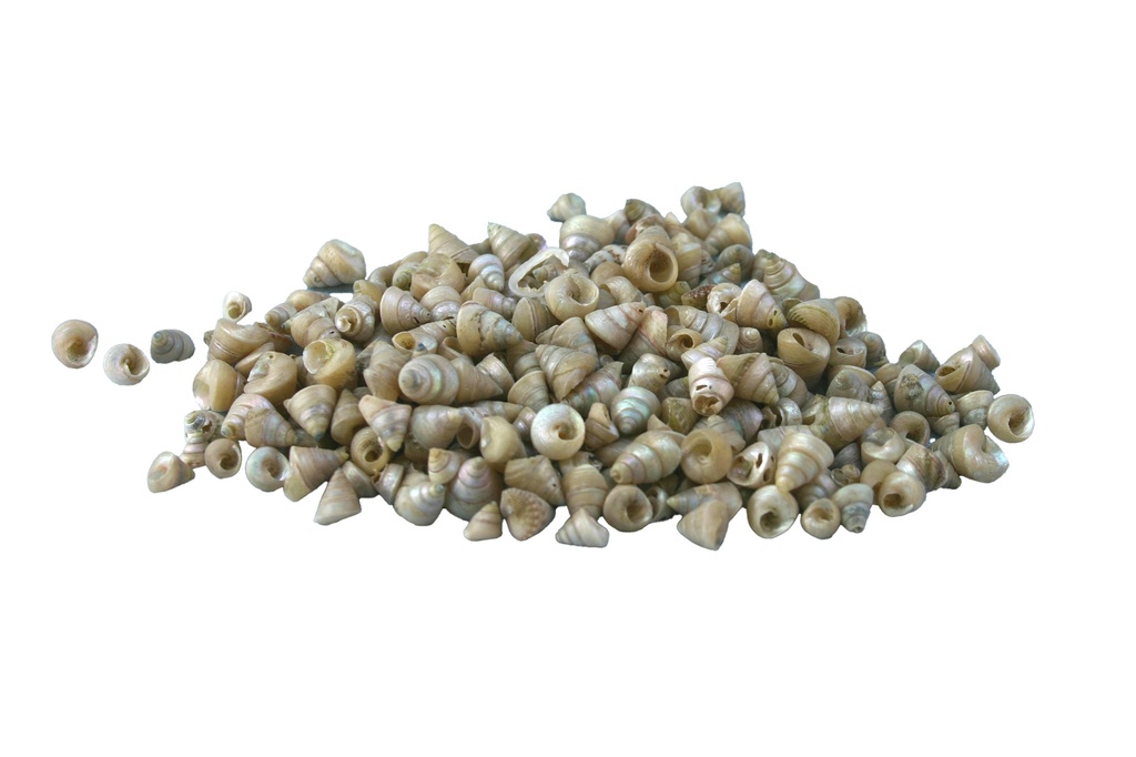CALLISTIOMA STRIATUS CM 0.4-0.8 