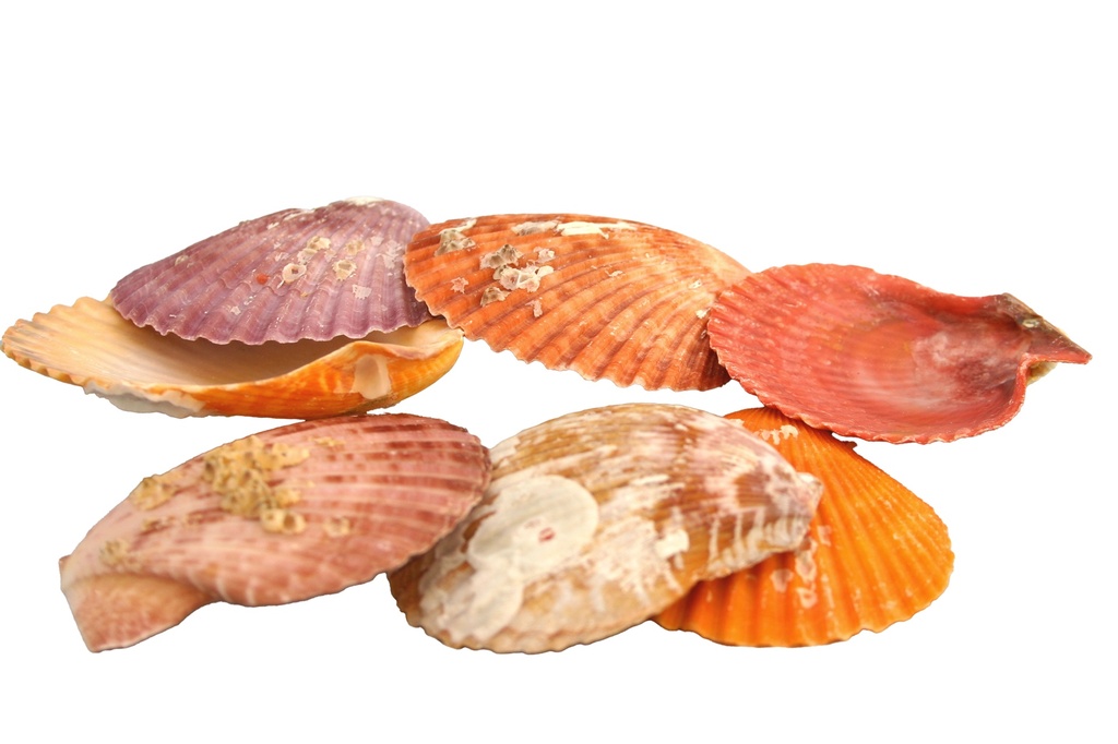 PECTEN NOBILIS COLORED CM 7-8 