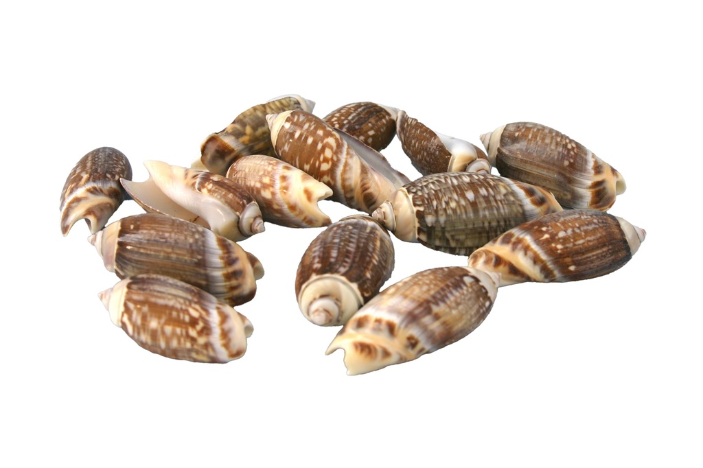 OLIVA GIBBOSA CM 3.5-4.5 