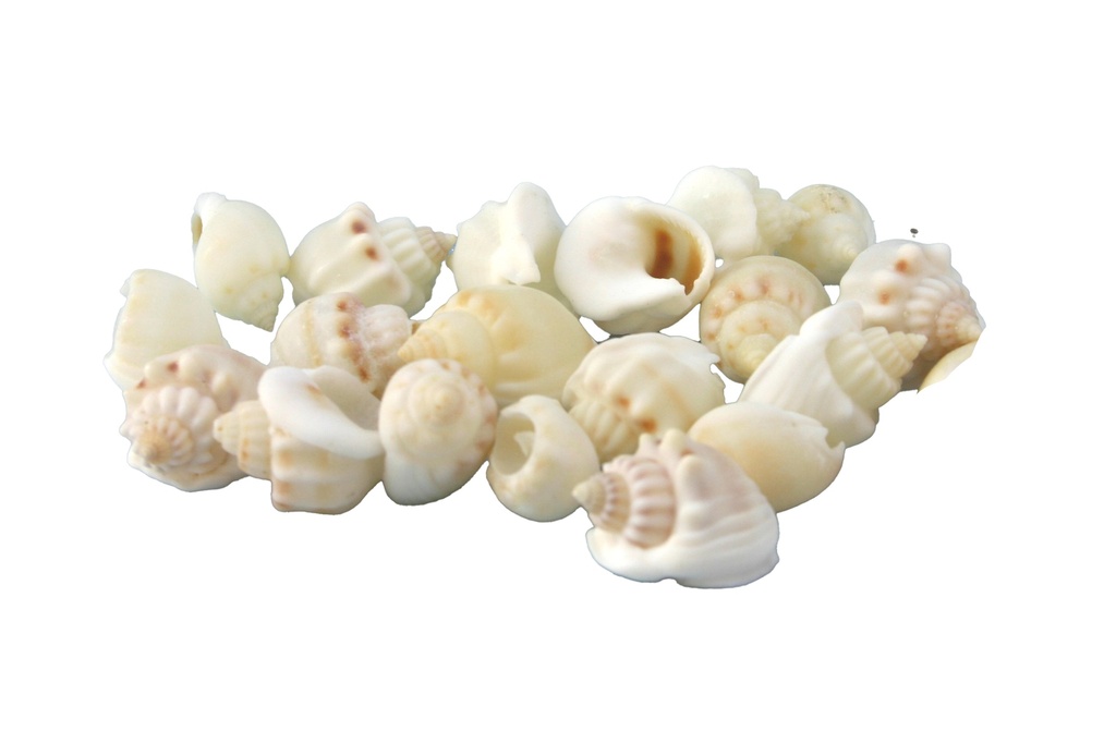 NASSARIUS ARCULARIS CM 2-2.5 
