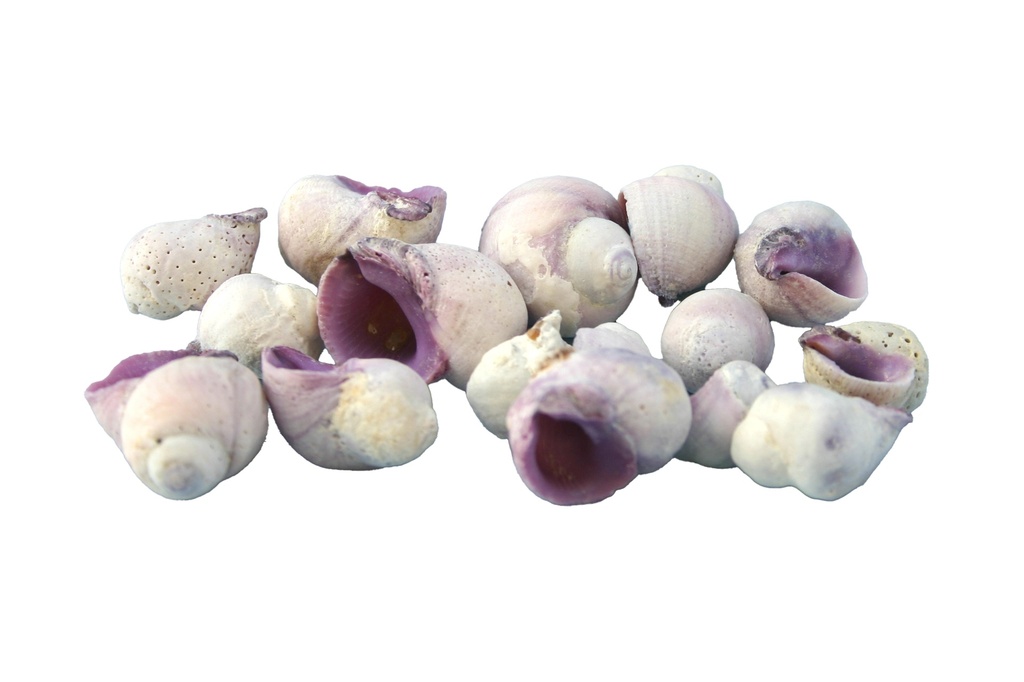 CORALLIOPHILLA VIOLACEA CM 1-2 