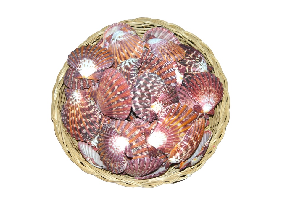 PECTEN PHALIUM CM 4.5-6 