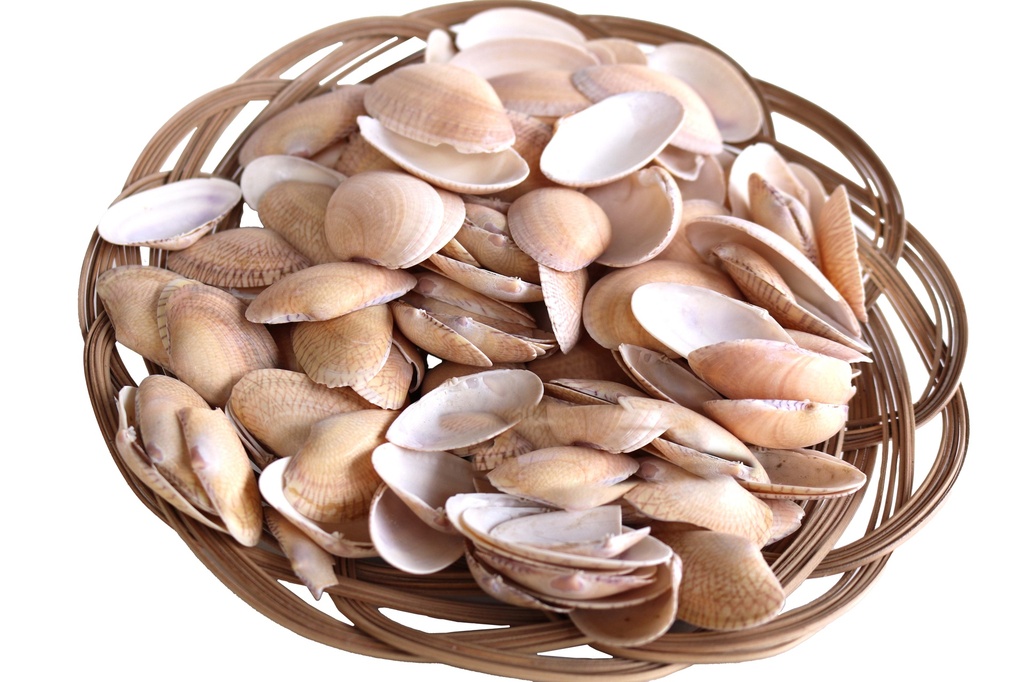 NYLON SHELL 