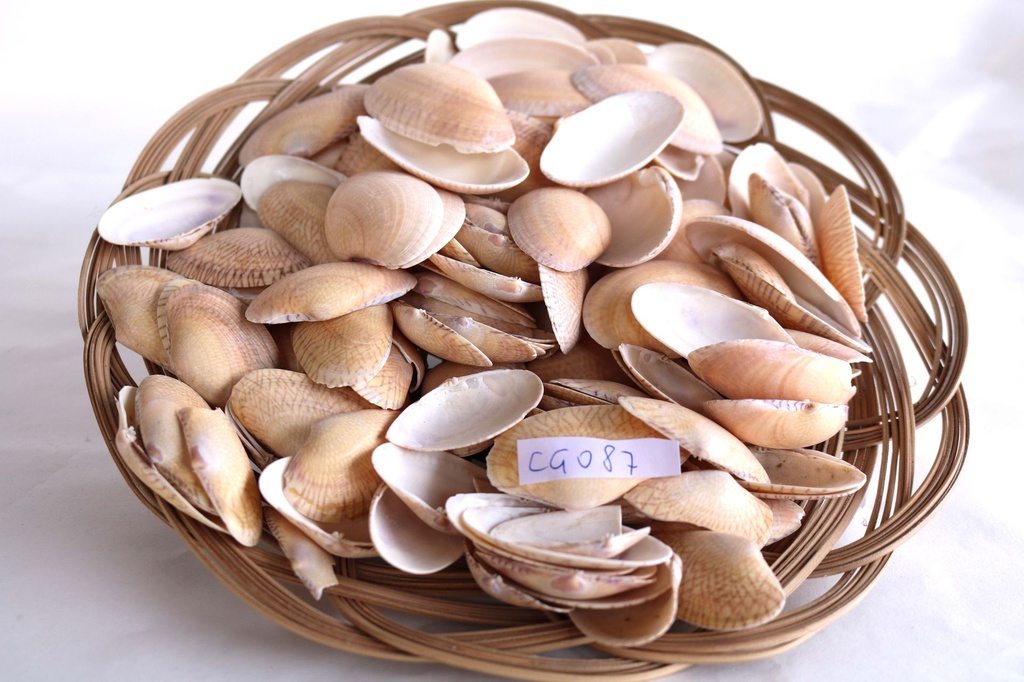 NYLON SHELL 