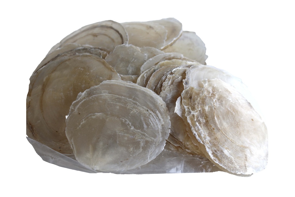 PLACUNA EPHIUM - CF 1 KG 