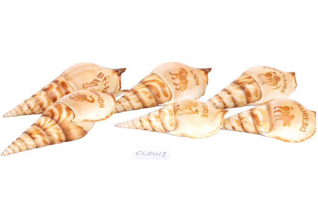 TIBIA CURTA INCISA FRANCIA ZODIACO CM 13 
