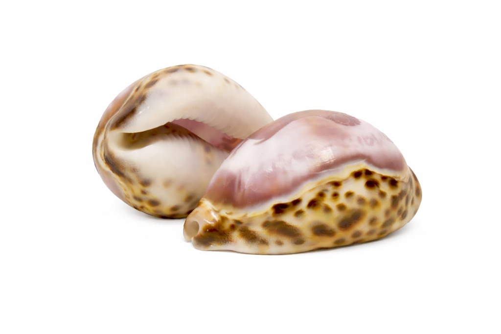 CYPREA TIGRIS INCISA FRANCIA ZODIACO CM 8 