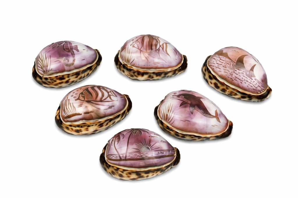 CYPREA TIGRIS INCISA SOGG. MARINI CM 8 