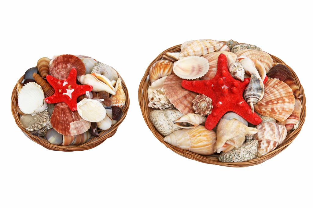 CESTINO CONCH 4" C/STELLA LONG.ROSSA 1,5-2" CM 10 