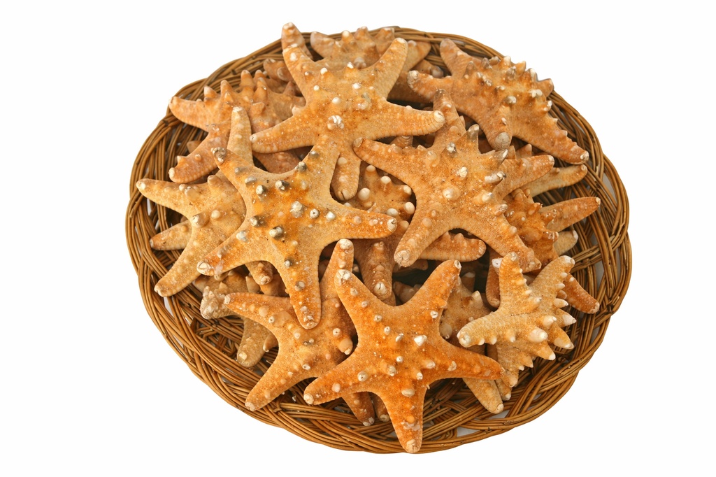 CESTA STELLE MARINE 3-4" LONGISP.NATUR DIAM CM 8 