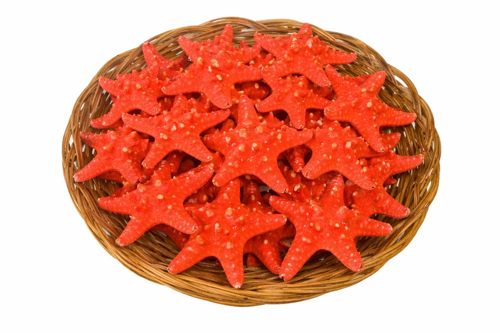 CESTA STELLE MARINE 3-4" LONGISP.ROSSE DIAM CM 8 