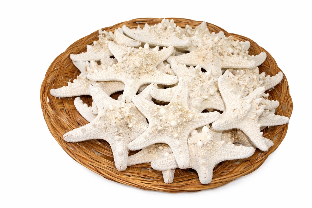 CESTA STELLE 3-4" CONCH.BIANCHE(CF.25pz) DIAM CM 8 