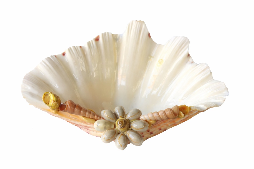 * POSACENERE CONCHIGLIA HYPOPUS PARI A Kg.