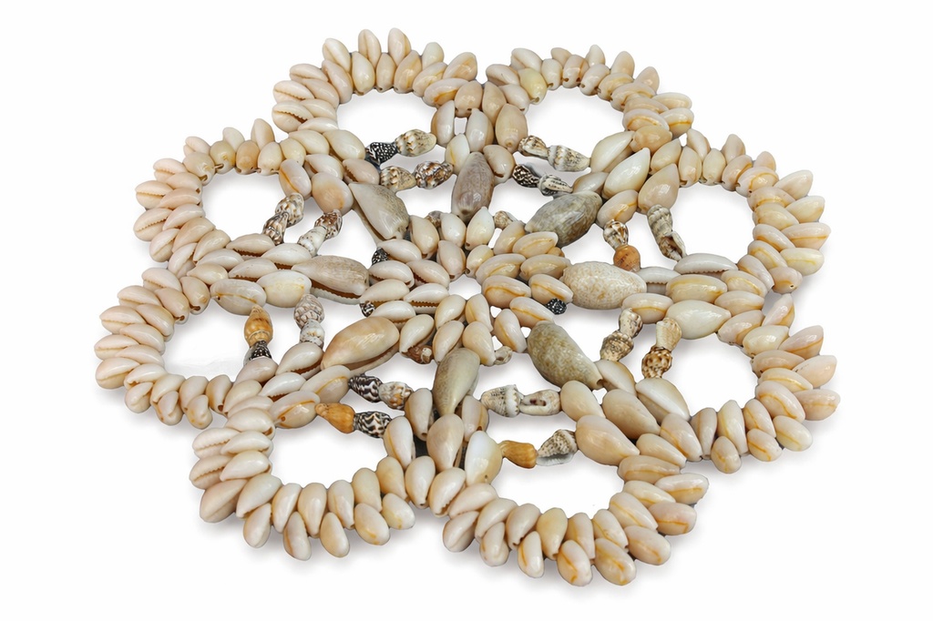 CENTRINO CYPREA ANOLUS 4" SCALLOP DIAM CM 10 