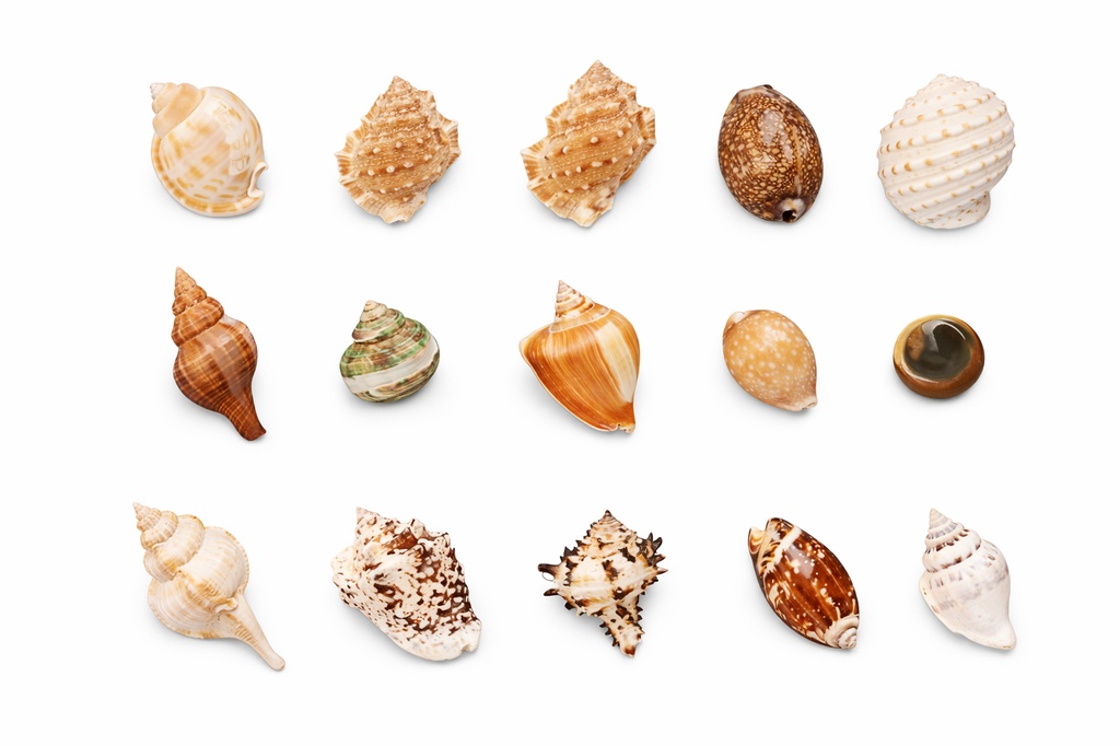 CONCHIGLIE C/CALAMITA MEDIE CM 6 