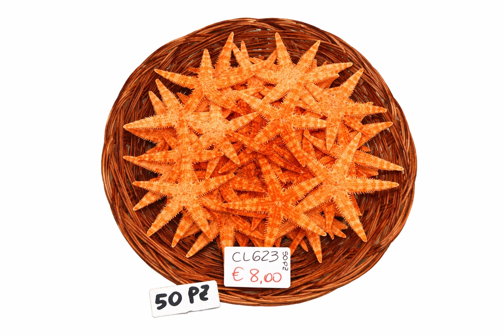 CESTINO c/50 STELLE MARINE 2,5"  DIAM CM 5 
