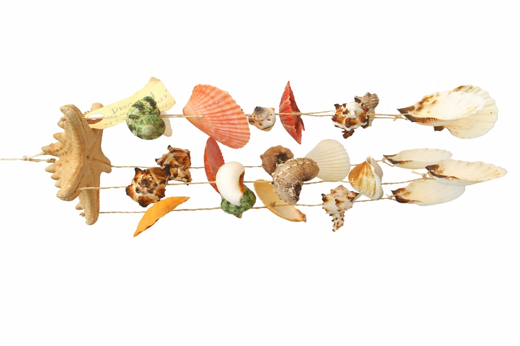 SCACCIAPENSIERI STELLA MARINA 6" c/CONCH CM 32 