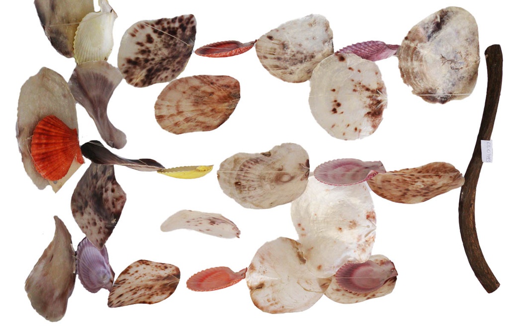 SCACCIAPENS. RAMO PLACUNA C/PECTEN NOBILIS 40x60 