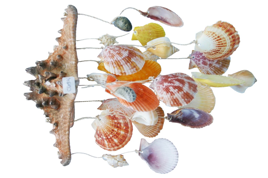 STELLA SCACCIAPENSIERI PECTEN 