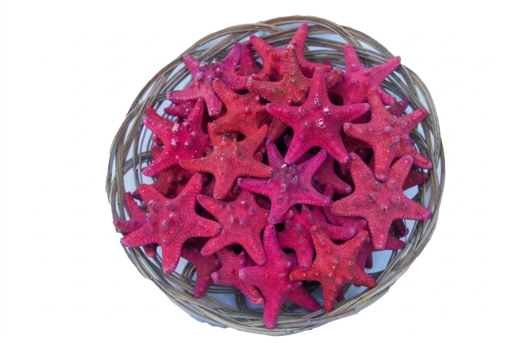 CESTO C/50 STELLE MARINE LONG. ROSSE 1-2" CM 2.5 