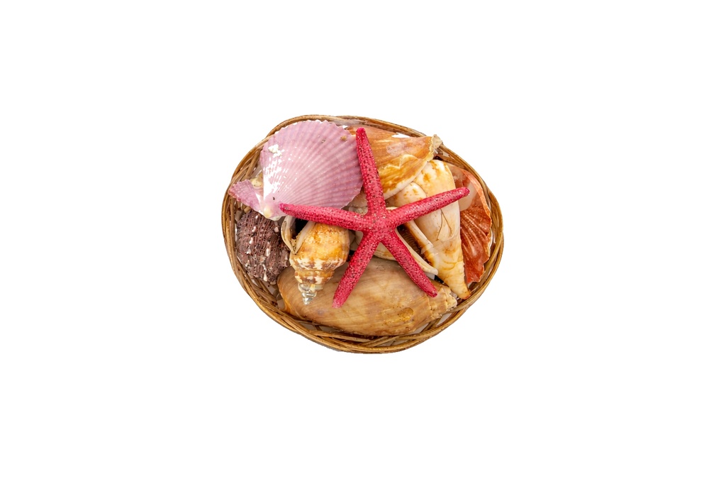 CESTINO CONCH 4" C/STELLA PUNTE FINE 2" 5 COL CM10 