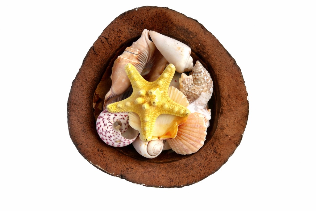 COCCO C/CONCH E STELLA MAR - COL ASS DIAM 16 CM 