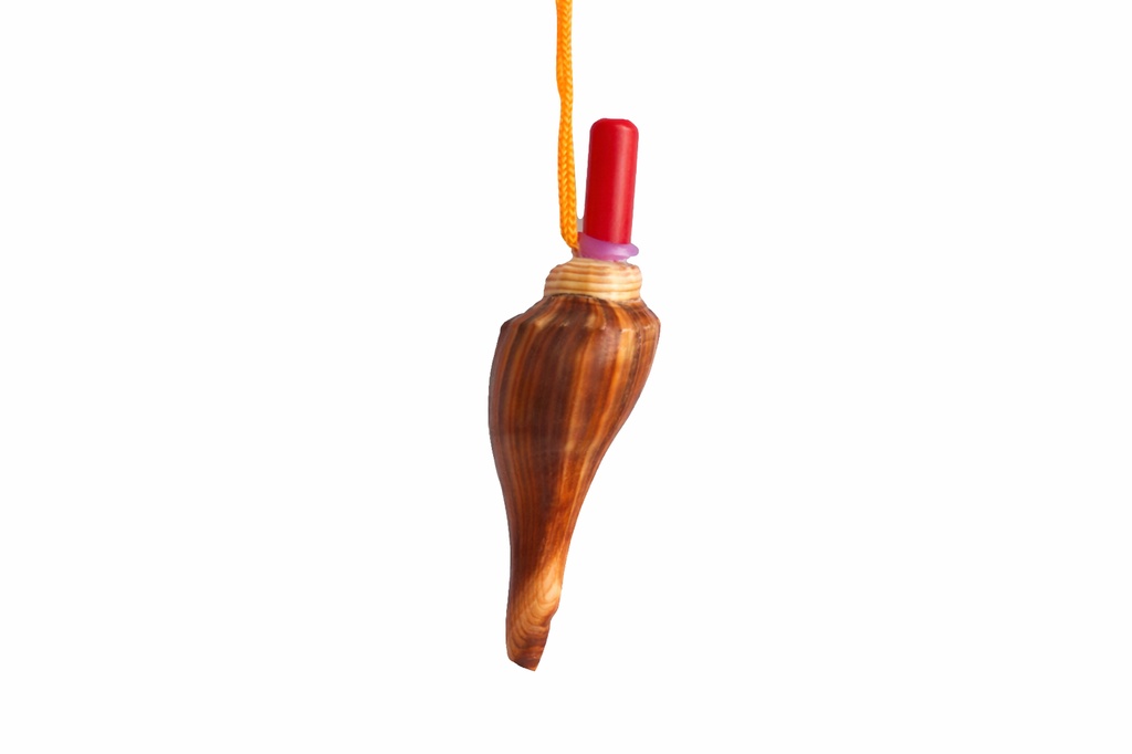 TROMBETTE C/CONCHIGLIE FUSUS MARRONE CM 40 